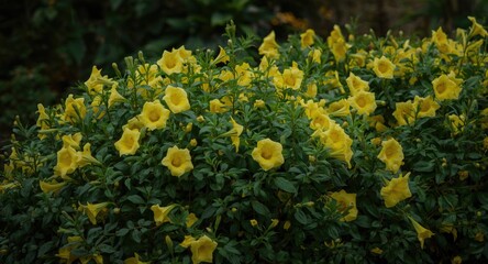 Bright yellow trumpet flowers blooming fully in a garden with dense green foliage
