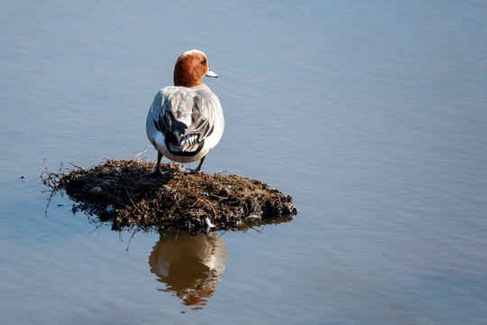 the eurasian wigeon or european wigeon also known as the widgeon or the wigeon mareca penelope with reflection in the water