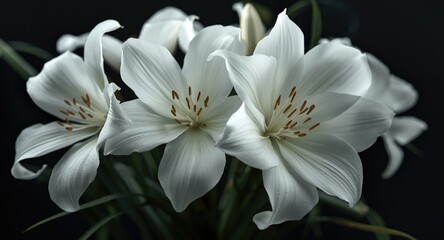 Fototapeta premium Elegant white flowers with flawless appearance