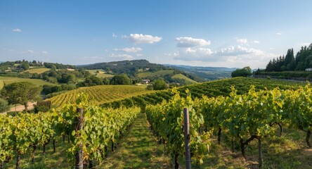 Obraz premium Rural hills shaping scenic views of flourishing vineyards