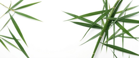 Fototapeta premium Bamboo leaf strands isolated clearly on a smooth white surface with space for text