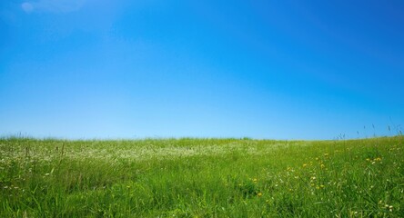 Bright blue sky illuminating a rural scene of lush greenery and white flower meadow