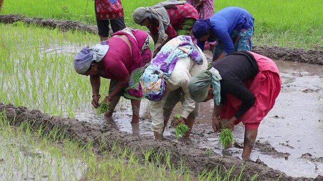Video of Indian farmers bending and planting rice seedlings in a wet paddy field. Rural village farming scene showing hard work, teamwork, and traditional agriculture.
