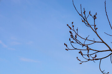 Obraz premium A willow branch with young fuzzy catkins is located in the right part of the frame against a clear soft blue sky.