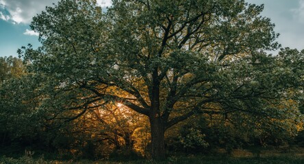 Tranquil forest scene featuring sun filtering through leaf canopy of a majestic tree