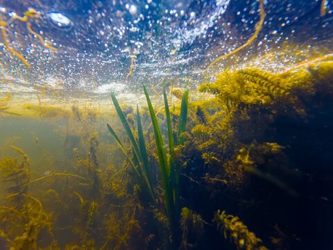 pondweed dominate shallow freshwater river Kobylnia in Pryborivka, fast flow low visibility dirty water oxygenation, green algae feed organic particle and bloom underwater, bulrush cattail swamp plant