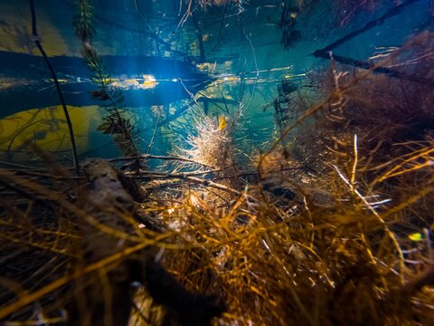 willow root grow on substrate and filter muddy water, hornwort aquatic plant, driftwood twig mess aquascape idea, shallow freshwater lake biotope, sunshine backlight shelter, Buher river in Lityn