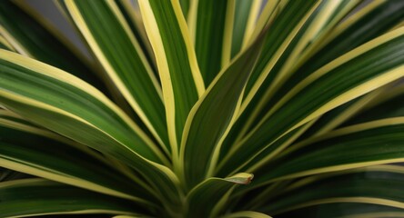 Fototapeta premium Close up view of variegated green leaves on a vibrant Dracaena deremensis plant