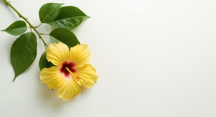 Fototapeta premium Yellow hibiscus flower and fresh green leaf composition on soft white ground