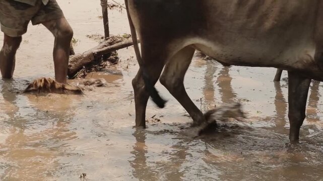 Closeup video of an Indian farmer ploughing dry farmland using oxen bull. Traditional agriculture method showing manual labor, rural village life, and animal powered farming.