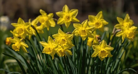 Obraz premium Cheerful yellow daffodil blooms basking in bright spring sunlight within a lush garden