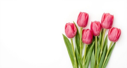 Naklejka premium Bright pink tulip grouping displayed on a crisp white minimal background