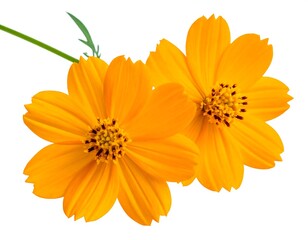 Obraz premium Two bright orange cosmos flowers, with dark centers, on a white background, one with a green stem and leaf