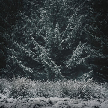 frosty trees in forest