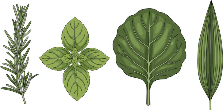 Herb and leaf vector illustration set. Rosemary, basil and green plant leaves collection. Fresh organic herbs for cooking design, natural ingredients and healthy food concept.