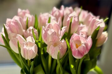 Obraz premium Soft pink tulips in bloom with fresh green leaves, illuminated by natural sunlight in a close floral arrangement.