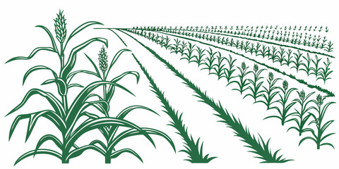 Rows of lush green corn plants growing in a well-maintained agricultural field Vector © RABBY