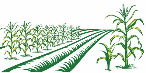 Rows of corn plants growing in a well-maintained agricultural field under clear skies Vector © RABBY