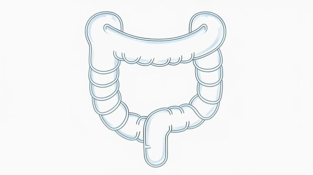 Stylized medical illustration of the large intestine and rectum anatomy.
