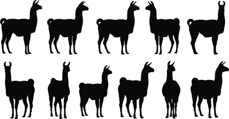 Black silhouette of llamas and alpacas in various poses including standing and profile views isolated on white background for farm and animal vector design © Mahsina