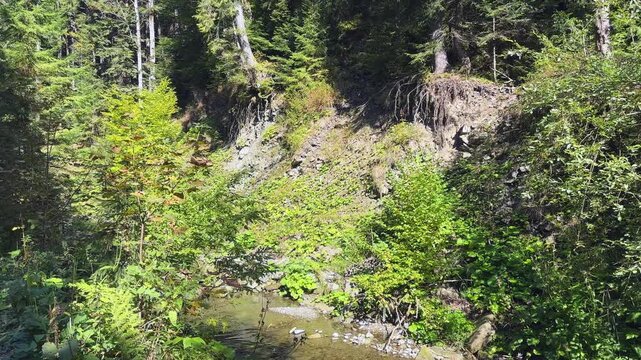 High spruces and deciduous trees on bank of mountain stream
