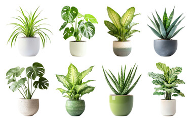 Fototapeta premium PNG Vibrant potted plants collection on transparent background