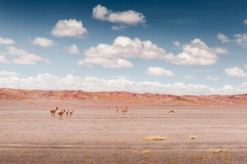 Fototapeta premium Vicuna in the desert of plateau Altiplano, Bolivia. South America's wildlife.