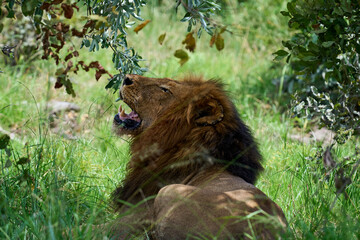 Fototapeta premium Löwe Kruger Nationalpark