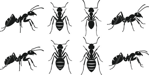 Ant silhouette vector illustration with multiple poses, detailed insect anatomy design, top and side views, entomology artwork, wildlife insect concept for education and science © Hey there