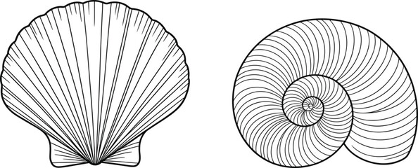 Beautiful Scallop Shell And Spiral Nautilus Shell Line Art Vector Illustrations Isolated On White Background © Masud