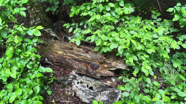 Young elm underwood around of birch rotten trunk in forest