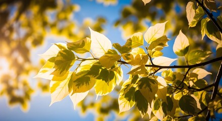 Obraz premium Sunlit yellow autumn leaves on tree branches against a clear blue sky background in a natural outdoor setting