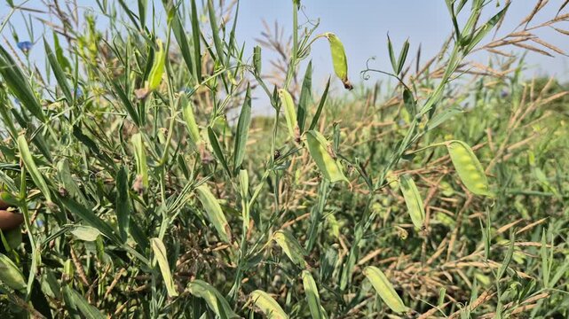 Fresh Authentic Organic Grass Pea Pods in a Bangladesh Farm Field