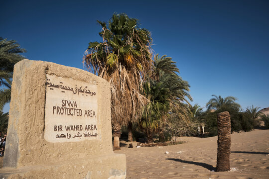 Palm trees and signpost stone at Bir Wahed protected area near Siwa Oasis in Sahara desert, Egypt 