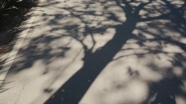 Cinematic Shadow of Large Tree Swaying on an Empty Asphalt Road