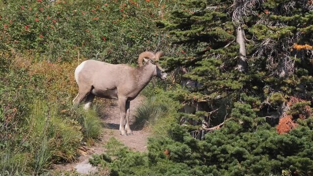 Two Bighorn Sheep Rams fighting on a forest path among evergreens and wildflowers in Glacier National Park, Montana, USA	