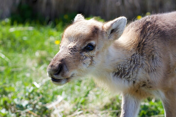Fototapeta premium A newborn reindeer laying and enjoying the nature