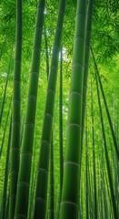 Fototapeta premium Vibrant natural background featuring several thick green bamboo stalks growing vertically in a dense forest structure, symbolizing peace and nature, lush, growth, pattern