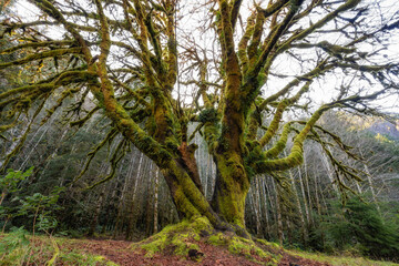 Fototapeta premium Mossy trees of Olympic Peninsula's rain forest