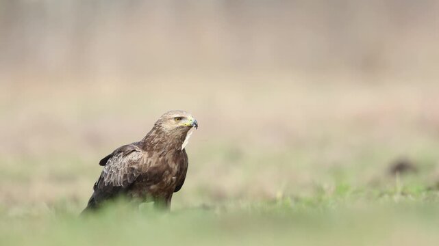 Birds of prey - Lesser Spotted Eagle Aquila pomarina bird on green meadow, hunting time, spring april Poland Europe
