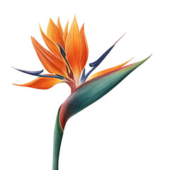 Bird of Paradise Flower isolated on a transparent background 3