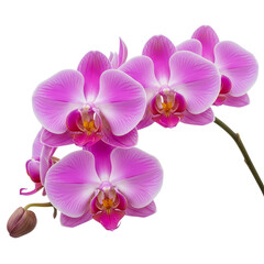 Fototapeta premium A beautiful branch of vibrant pink orchid flowers in full bloom with a small unopened flower bud