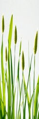 Fototapeta premium Tall green blades stand starkly outlined, creating a minimalist natural texture, contrast, grass