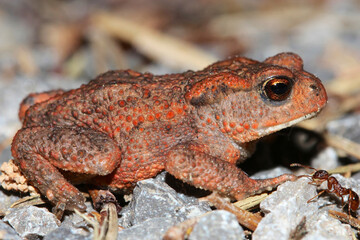Obraz premium A common frog sitting in the grass in its natural environment. Poland, Masuria.