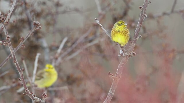 Bird - Yellowhammer ( Emberiza citrinella ) small yellow bird sitting on the branch winter time frosty day Poland Europe