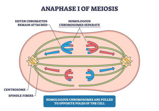 Anaphase I meiosis diagram shows homologous chromosomes moving to opposite poles as sister chromatids remain attached, spindle fibers from centrosomes drive separation, transparent background.