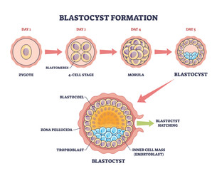 Naklejka premium Blastocyst formation shown as stepwise early embryo development, moving from zygote to morula to blastocyst with labeled inner cell mass and trophoblast, transparent background.