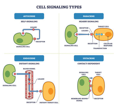 Cell signaling types overview illustrating autocrine, paracrine, endocrine, and juxtacrine, key objects, signaling cell, ligand, receptor, transparent background.