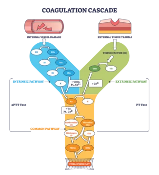 Coagulation cascade outline shows intrinsic and extrinsic pathways converging to a stable fibrin clot, key elements, tissue factor, thrombin, fibrin, transparent background.