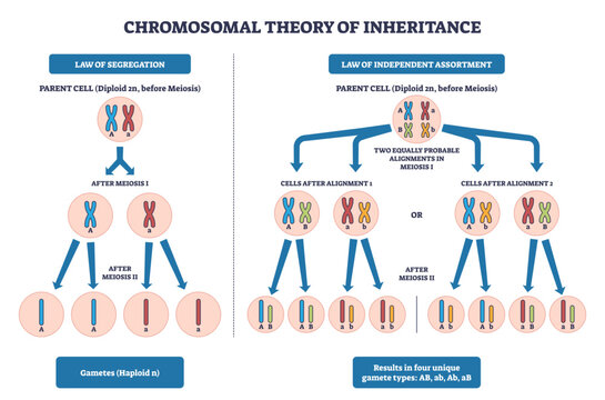 Chromosomal inheritance brief illustrates chromosomes, meiosis steps, and gametes explaining segregation and independent assortment in a clear schematic, transparent background.